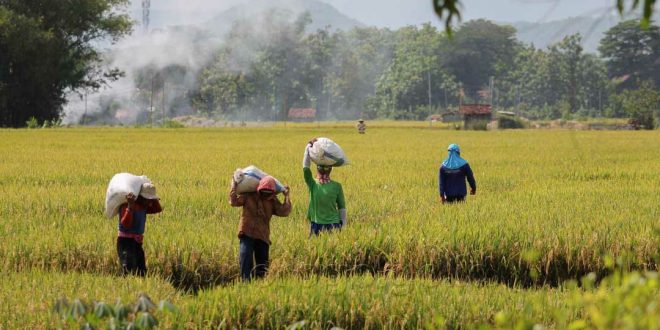 Pemkot bengkulu