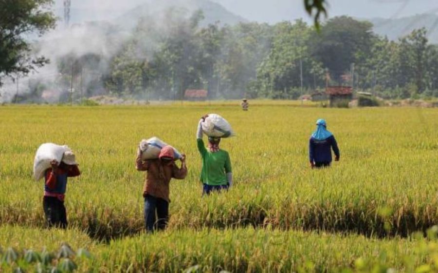 Pemkot bengkulu