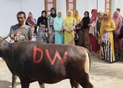 Pemkot bengkulu